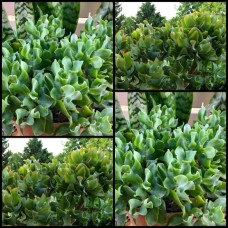 Crassula Jitters 1 Plants Ripple Jade Succulent ovata undulata